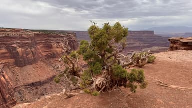 Un arbre solitaire sur un paysage désertique avec des formations rocheuses.