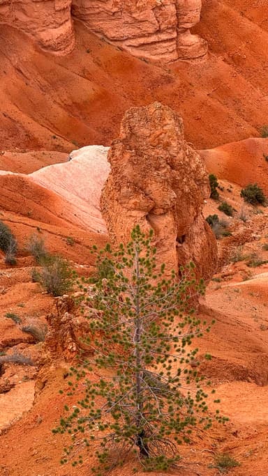 Un arbre solitaire sur un paysage de roches rouges.