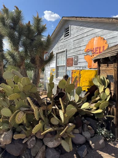 Un cactus devant une vieille maison en bois avec des affiches colorées.