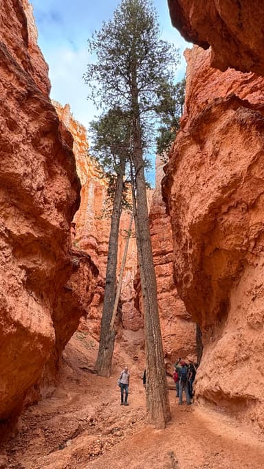 Un paysage de canyons avec des arbres et des randonneurs.