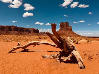 A desert landscape with a weathered tree trunk and rock formations under a blue sky.