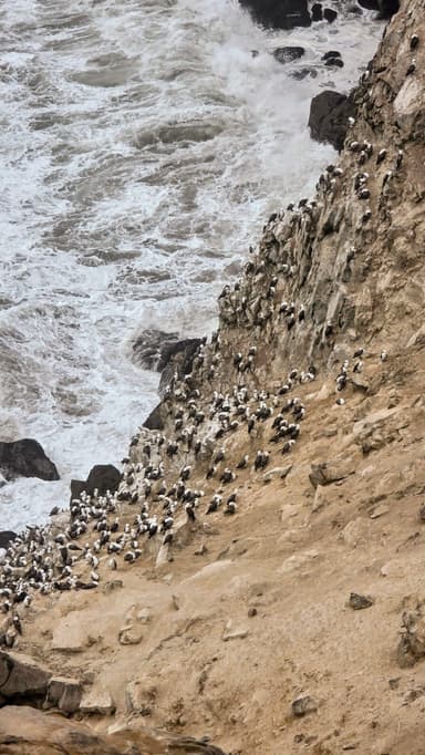 Des oiseaux sur une falaise surplombant l'océan.