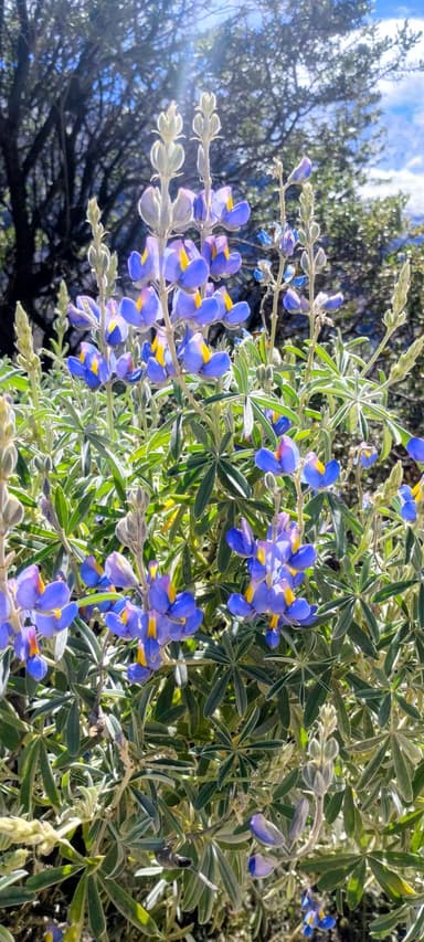 Des fleurs violettes et jaunes sous un ciel lumineux.