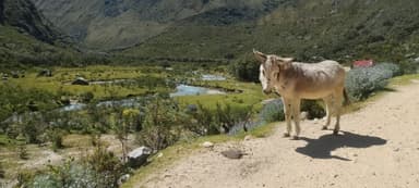 Un âne sur un chemin avec une vallée verdoyante en arrière-plan.
