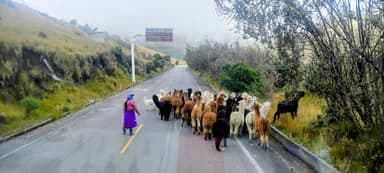 Un groupe de lamas traverse une route dans un paysage brumeux.
