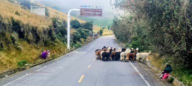 Un troupeau de moutons traverse une route dans un paysage montagneux brumeux.