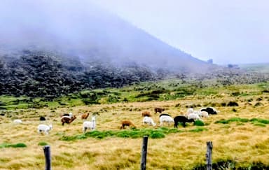 Un troupeau de lamas dans un paysage brumeux.