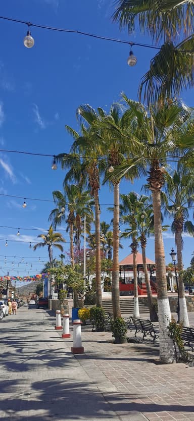 Une promenade bordée de palmiers sous un ciel bleu.