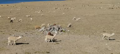 Un paysage de champs avec des lamas au soleil.