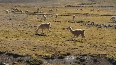 Des lamas paissent dans un paysage ensoleillé à Chalhuanca.