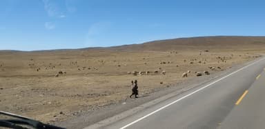 Un paysage de champs avec des animaux paissant sous un ciel bleu.