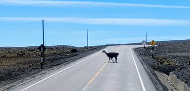 Un lama traverse une route dans un paysage désertique.