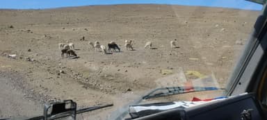 Des animaux paissent dans un paysage aride et ouvert.