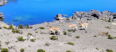 Des animaux marchent près d'un lac dans un paysage aride.