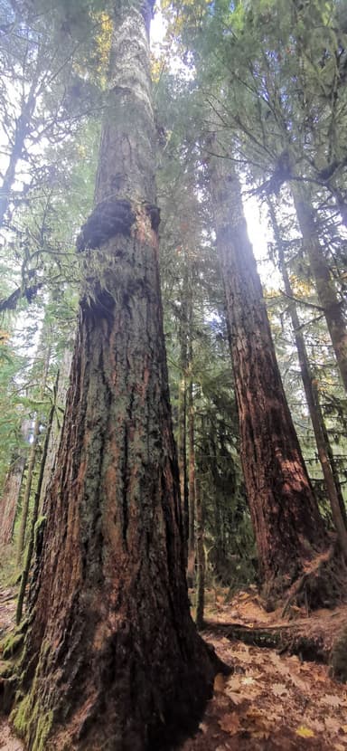 Des grands arbres dans une forêt verdoyante.
