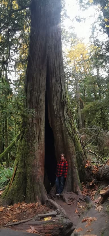 Un homme se tient près d'un grand arbre dans une forêt.