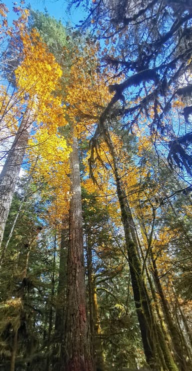 Des arbres majestueux avec des feuilles d'automne sous un ciel bleu.