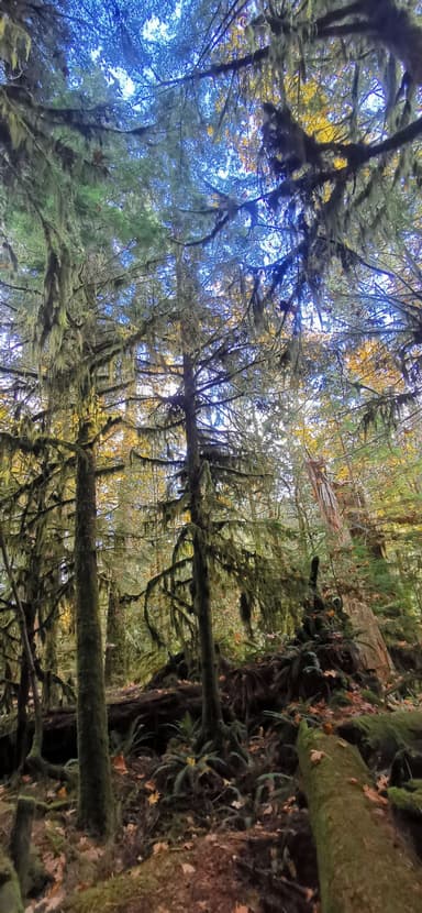 Une forêt dense avec des arbres et un ciel bleu visible.