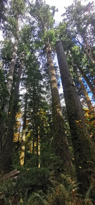 Une forêt dense avec de grands arbres et un ciel partiellement nuageux.