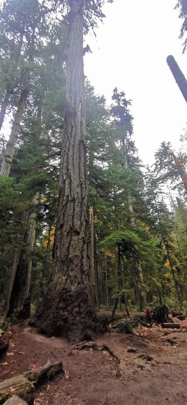 Un grand arbre dans une forêt avec des feuillages verts.