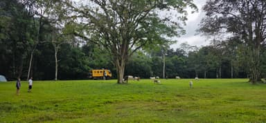 Un paysage verdoyant avec des vaches et un camion jaune.