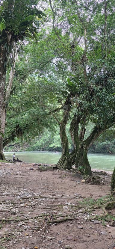 Un paysage naturel avec des arbres et une rivière à San Luis.