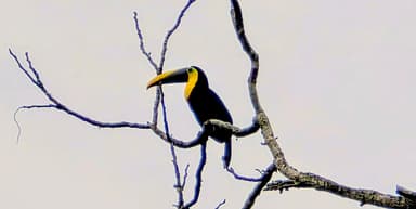 Un toucan perché sur une branche d'arbre.