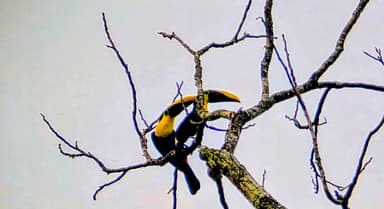 Un toucan perché sur une branche d'arbre.