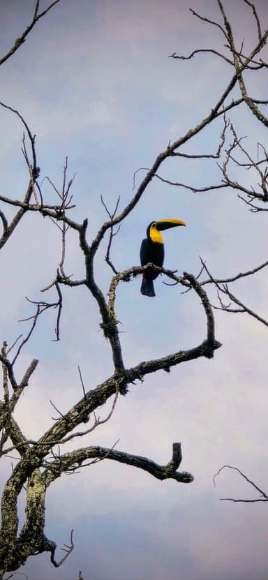Un toucan perché sur une branche d'arbre sous un ciel clair.