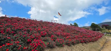 Un champ de fleurs rouges sous un ciel nuageux à Aragua, Venezuela.