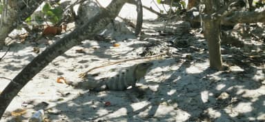 Un iguane se repose sur le sable sous des branches.