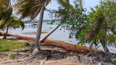 Une plage avec des palmiers et des vagues à Belize.