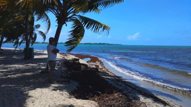 Un homme se tient près de la mer sous un palmier.