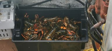 Un bac rempli de homards sur un bateau de pêche.