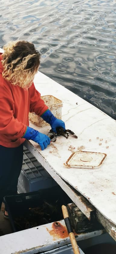 Une personne prépare des crabes sur un bateau dans l'eau.