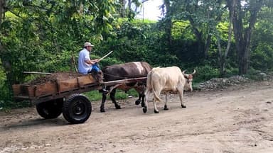 Un homme conduit un chariot tiré par des vaches sur une route en terre.