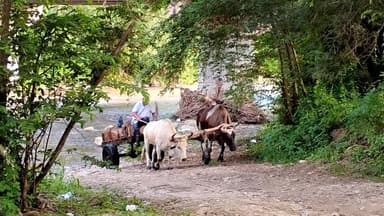 Un chariot tiré par des bœufs près d'une rivière.