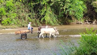 Un homme traverse une rivière avec des bœufs et une charrette.