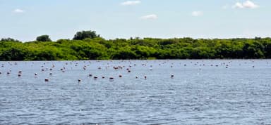 Un groupe de flamants roses se tient dans l'eau sous un ciel ensoleillé.