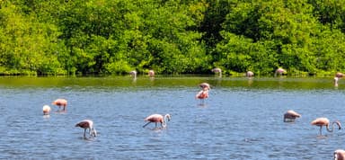 Des flamants roses se tiennent dans l'eau près de la végétation.
