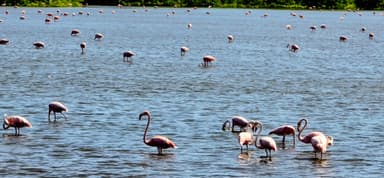 Des flamants roses se nourrissent dans l'eau calme.