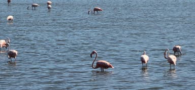 Des flamants roses se tiennent dans l'eau calme.