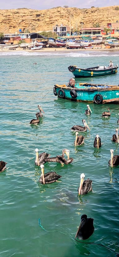 Des pélicans nagent dans l'eau près d'un bateau de pêche.