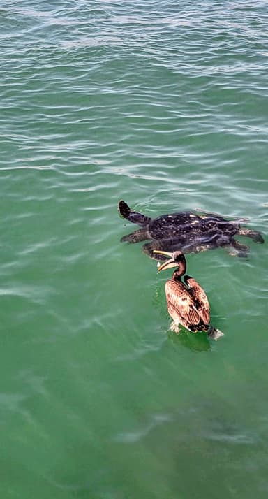 Une tortue et un oiseau nagent dans l'eau claire.