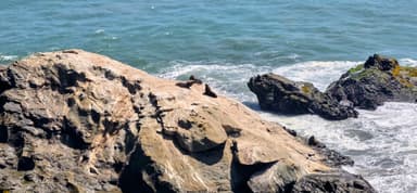 Des phoques se reposent sur des rochers au bord de la mer.