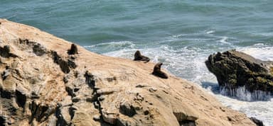 Des lions de mer se reposent sur des rochers au bord de l'océan.