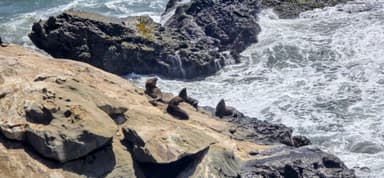 Des phoques se reposent sur des rochers au bord de la mer.