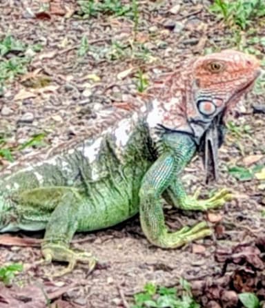 Un iguane se repose sur le sol dans la nature.