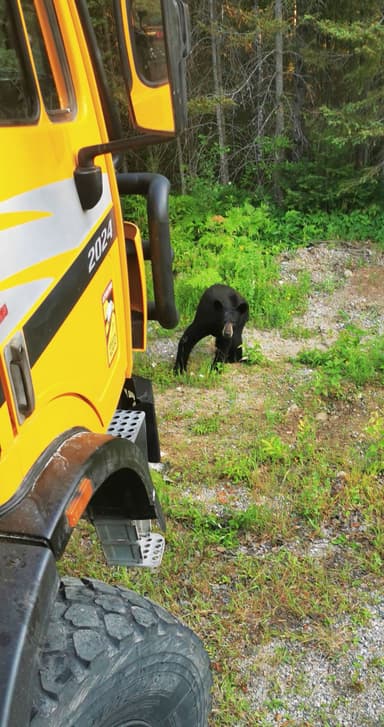 Un ours noir près d'un véhicule dans la nature.