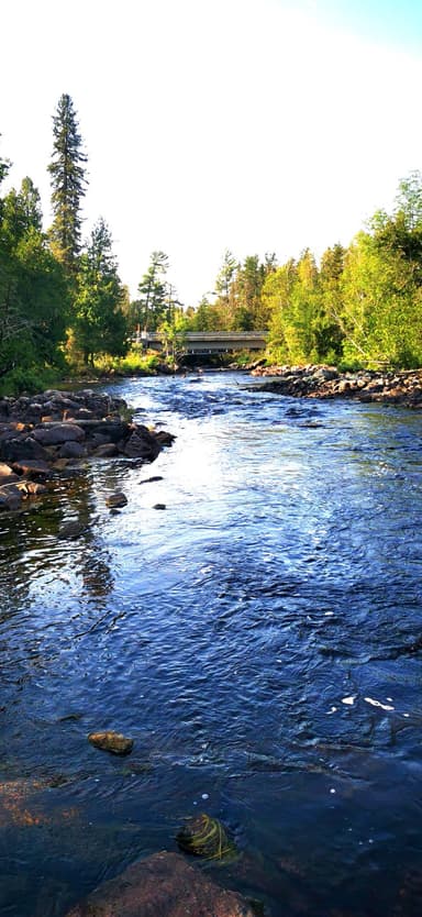 Une rivière calme entourée d'arbres verts sous un ciel clair.
